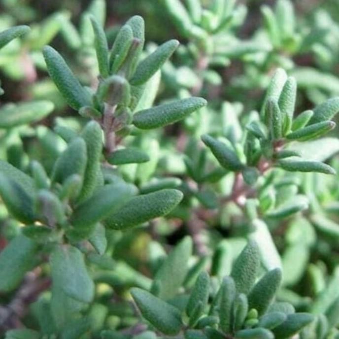 

Terlaris Bibit Pohon / Tanaman Thyme / Herbal Murah Berkualitas