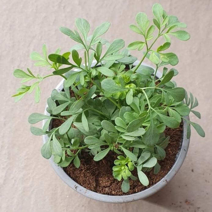 

Terlaris Tanaman Herbal Daun Inggu / Godong Minggu / Anruda Busu / Arunda