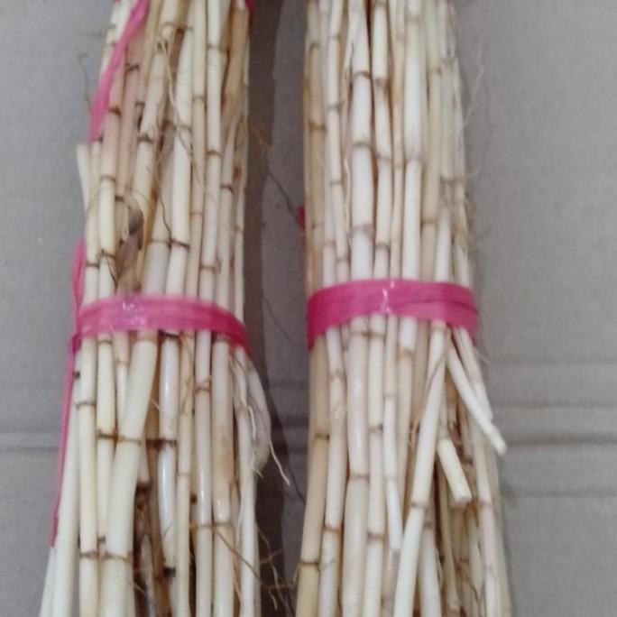 

Terlaris Tanaman Obat Herbal Akar Alang Segar