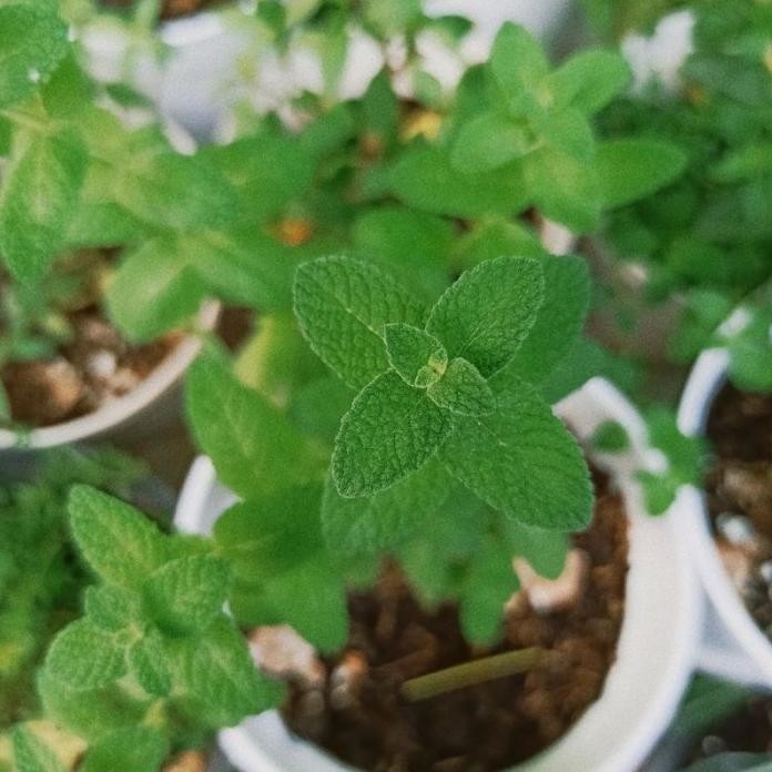 

Terlaris Bibit Herbal Apel Mint / Min Apel Tanaman