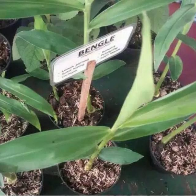 

Terlaris Tanaman Herbal Bagle Banglai