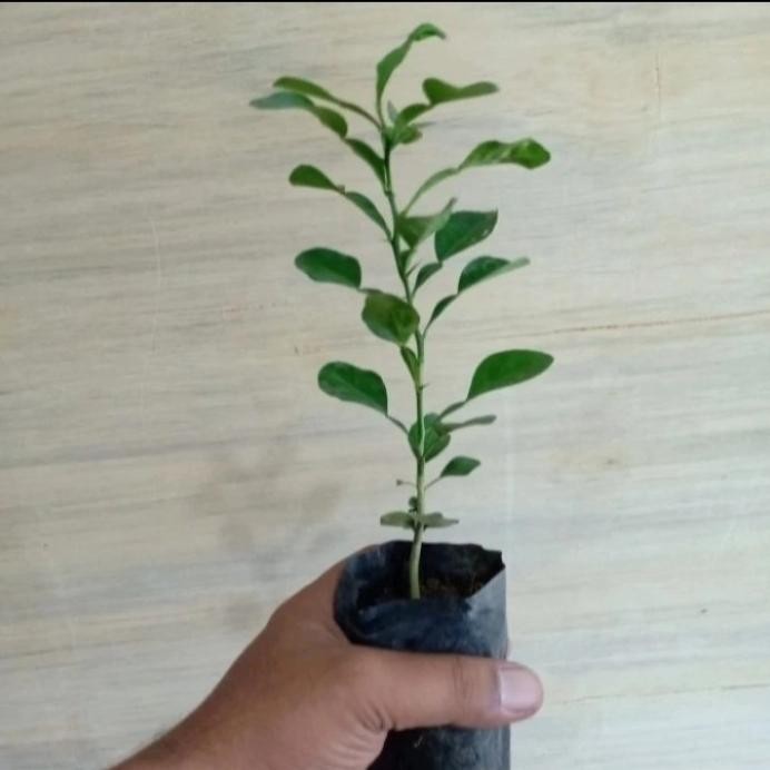 

Terlaris Bibit Jeruk Purut,Tanaman Serbaguna Untuk Bumbu Masak,Herbal,Dll,Murah