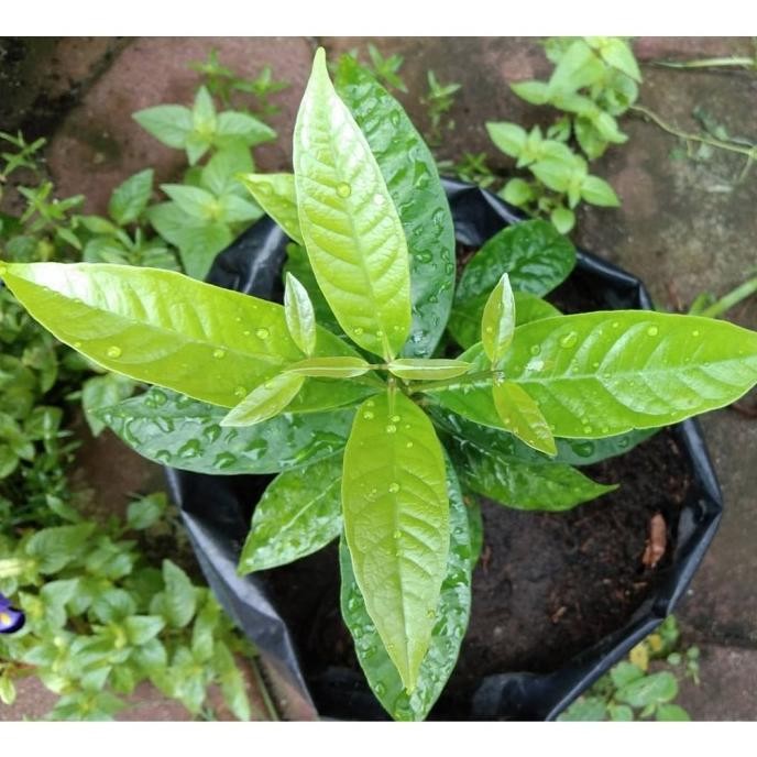 

Terlaris Tanaman Herbal Daun Salam / Pohon Salam ( Bisa Buat Bumbu Masak )