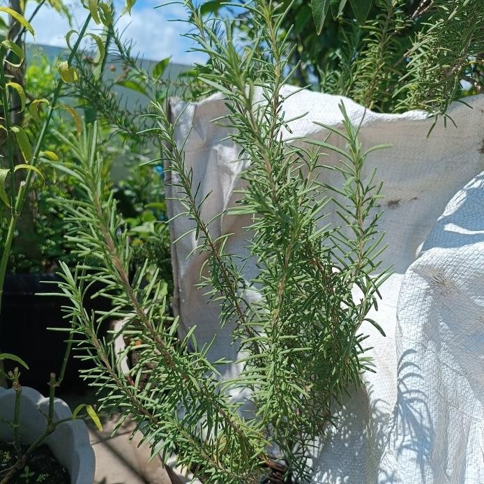 

Terlaris Bibit Tanaman Herbal Rosemary