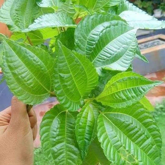 

Terlaris Bibit Tanaman Herbal Pohpohan