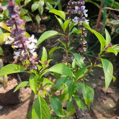 

Terlaris Bibit Tanaman Selasih | Bibit Selasih Basil | Bibit Selasih Herbal Dan Sayur