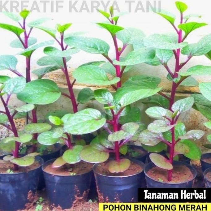 

Terlaris Tanaman Herbal Binahong Merah - Pohon Binahong Merah