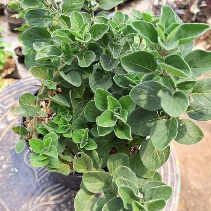 

Terlaris Daun Herbal Oregano - Bibit Tanaman Herbal Dan Rempah Oregano Greek