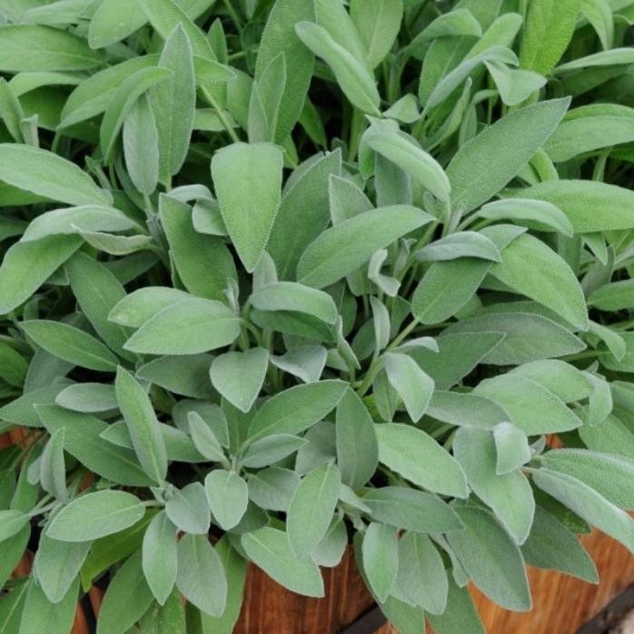 Terlaris Tanaman Daun Sage Herbal/Bumbu Masak) / Sage Herbal / Ta Qenbpy 3541Cn