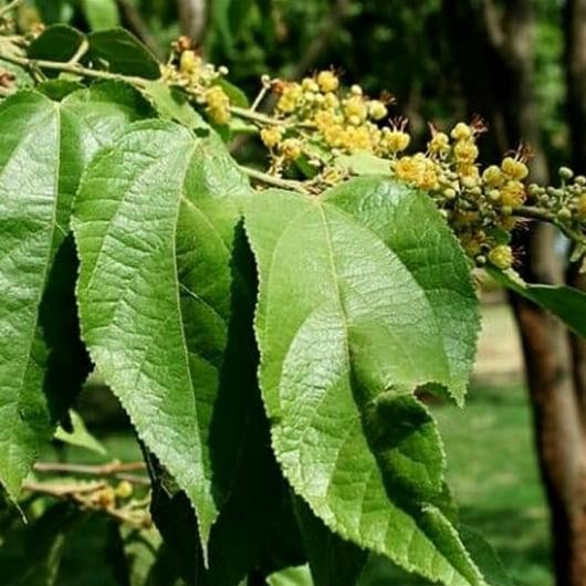 

Terlaris Tanaman Herbal Pohon Jati Belanda