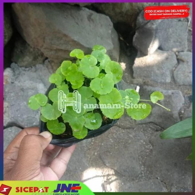 

Terlaris Bibit Tanaman Herbal Daun Pegangan