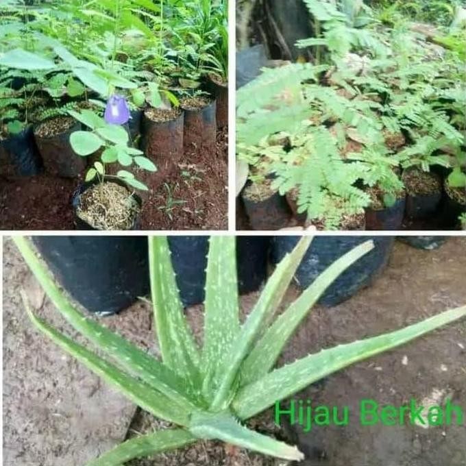 

Terlaris Paket 3 Tanaman Herbal Kembang Teleng Saga Lidah Buaya Aloevera