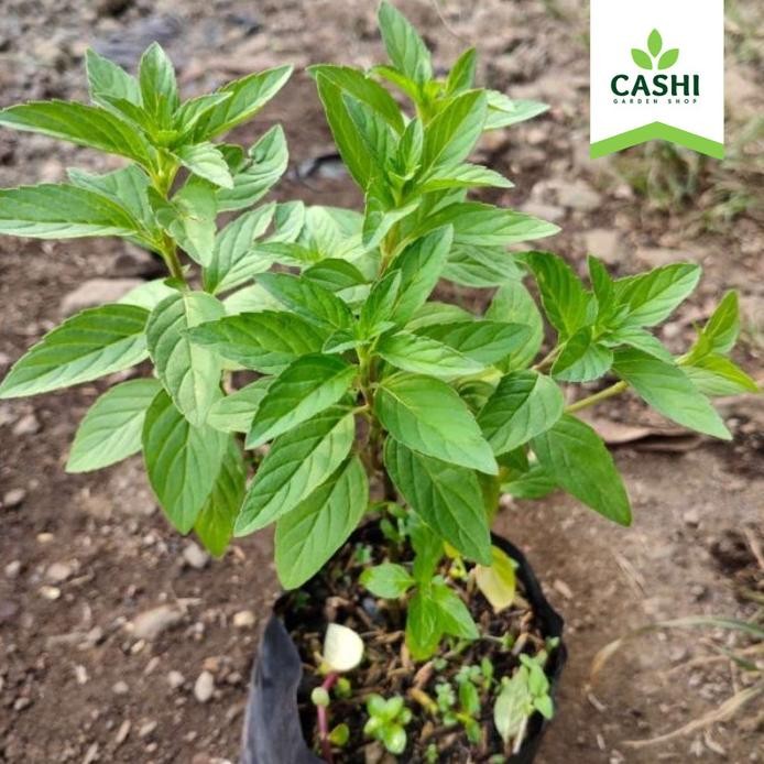 

Terlaris Bibit Peppermint Daun Mint Tanaman Herbal Papper Pepper Pappermint Menthol