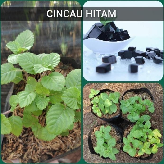 

Terlaris Bibit Tanaman Cincau Hitam - Cincau Hitam / Janggelan - Tanaman Herbal