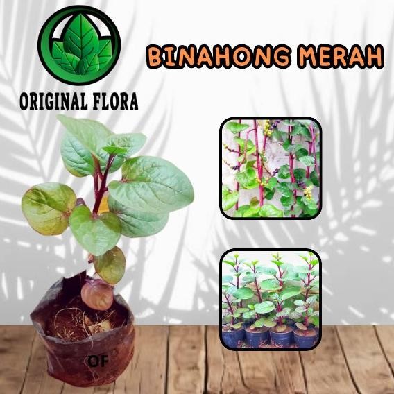 

Terlaris Bibit Tanaman Herbal Binahong Merah Tanaman Obat