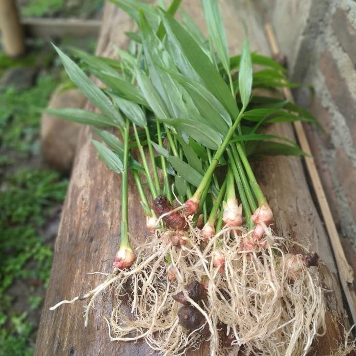 

Terlaris Bibit Jahe Emprit,Merah,Gajah Super Tanaman Herbal Benih