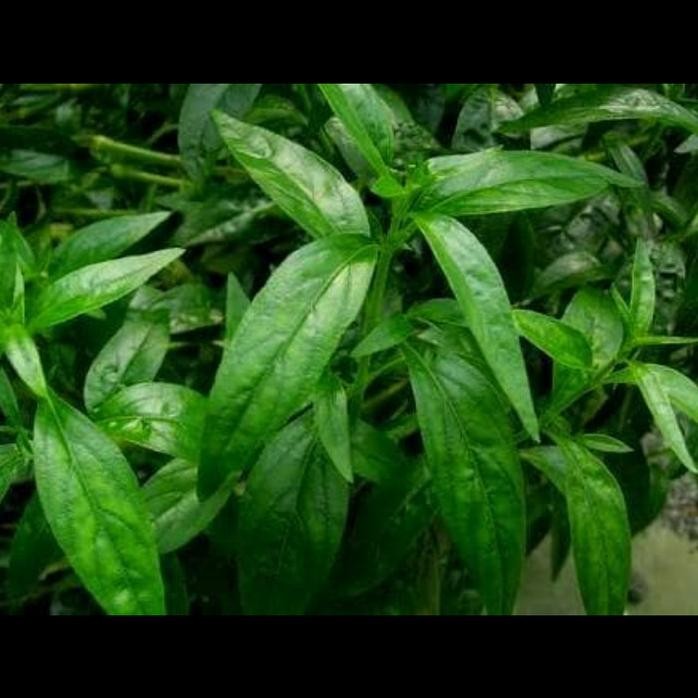 

Terlaris Bibit Tanaman Obat Herbal Daun Sambiloto