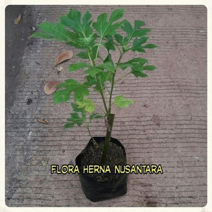 

Terlaris Tanaman Hebal Daun Insulin Pohon Daun Insulin Obat Herbal Pahitan