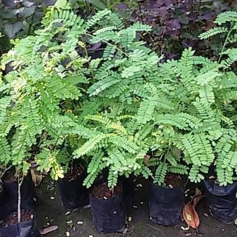 

Terlaris Tanaman Herbal Saga - Benih Saga