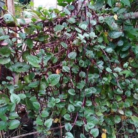 

Terlaris Tanaman Herbal Binahong