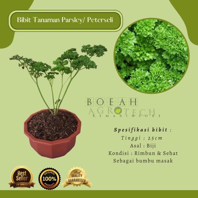 

Terlaris Bibit Tanaman Herbal Parsley/ Piterseli