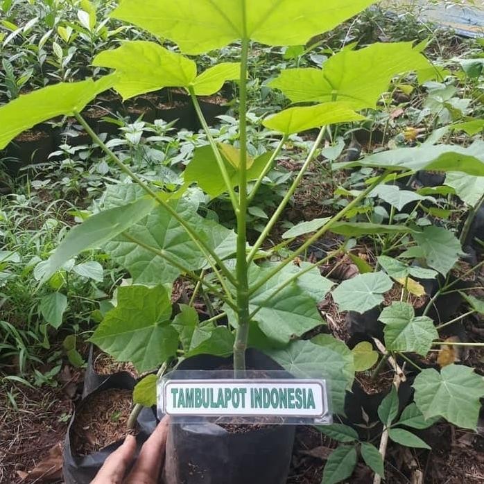 

Terlaris Bibit Jarak Pagar/Tanaman Herbal Jarak Pagar