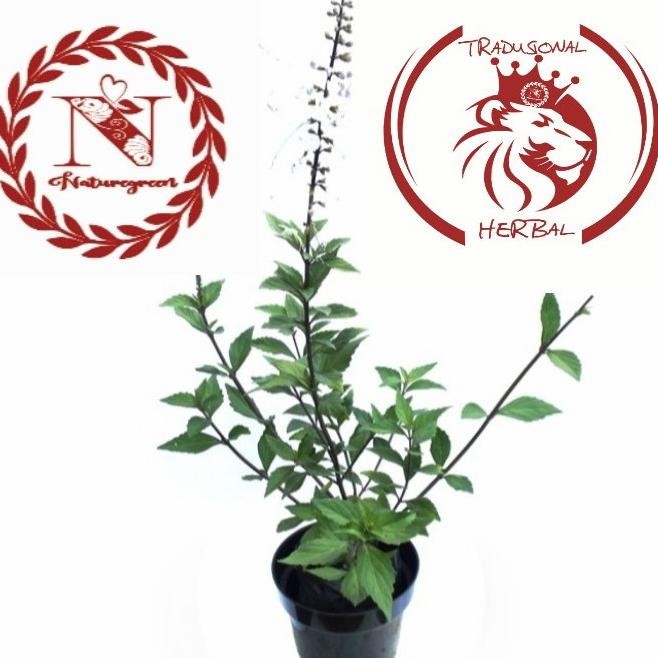 

Terlaris Bibit Tanaman Kumis Kucing Obat Herbal