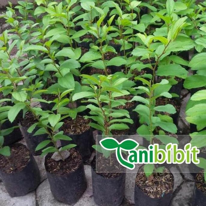 

Terlaris Bibit Pohon Bidara Arab Shidr - Tanaman Kayu Daun Buah Herbal