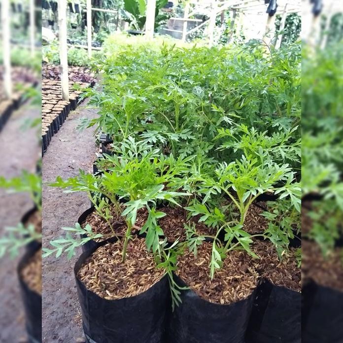 

Terlaris Bibit Tanaman Daun Kenikir Sayur Lalapan Randa Midang Tanaman Herbal Kenikir