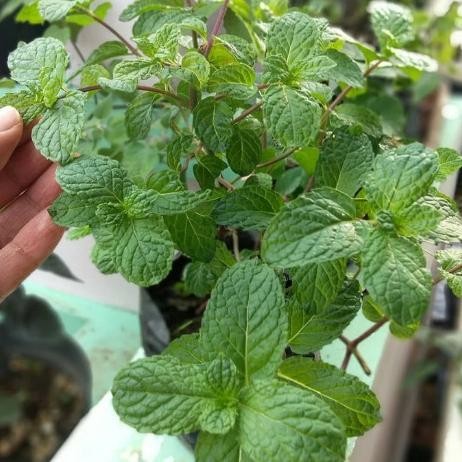

Terlaris Tanaman Daun Mint Asli / Tanaman Herbal Mint Asli