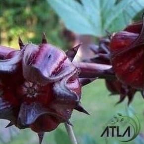 

Terlaris Benih Tanaman Bunga Rosella Ungu 10Gram Bibit Teh Herbal Biji Rosela