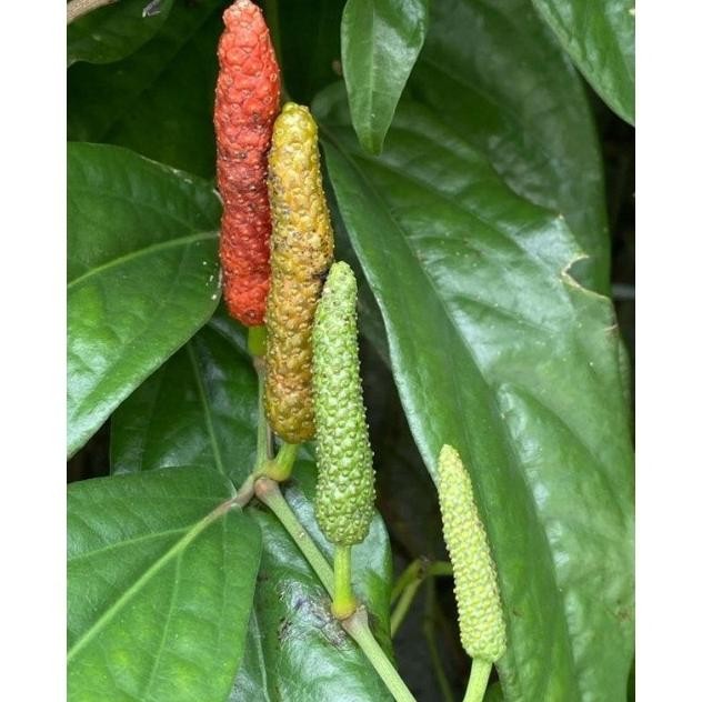 

Terlaris Tanaman Herbal Cabai Jawa / Cabai Puyeng / Cabe Jamu / Cabe Jawa