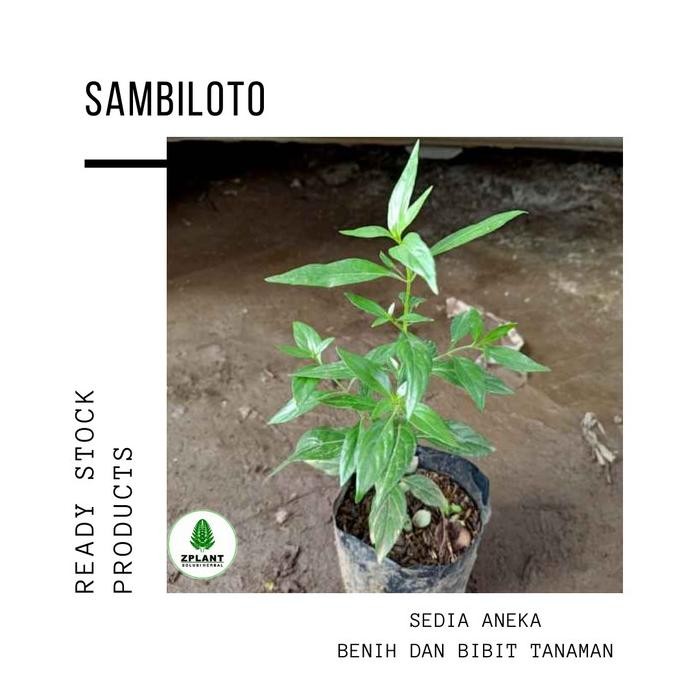 

Terlaris Bibit Tanaman Daun Sambiloto Obat Herbal