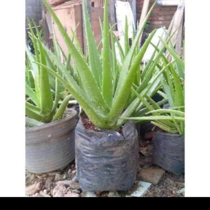

Terlaris Tanaman Lidah Buaya Tanaman Herbal