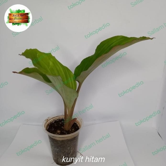 

Terlaris Bibit Kunyit Hitam Tanaman Herbal Asli ( Thailand) Bukan Temu Ireng
