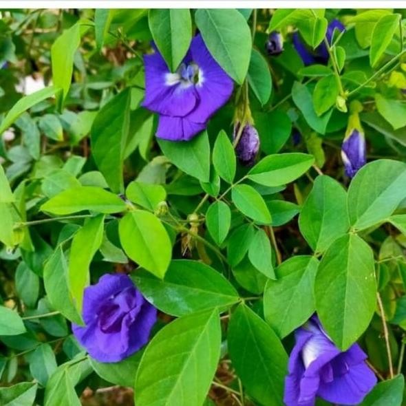 

Terlaris Bibit Tanaman Herbal Bunga Telang