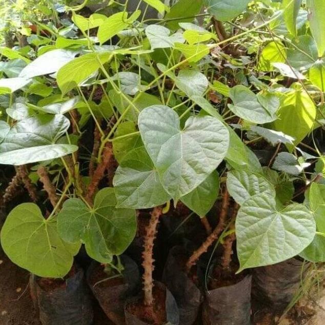 

Terlaris Bibit Tanaman Brotowali/Antawali Obat Herbal Bibit Brotowali