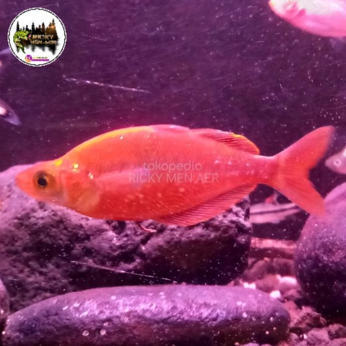 STOK TERBATAS IKAN RAINBOW RED
