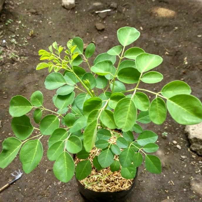 

Terlaris Bibit Kelor Pohon Kelor Bibit Daun Kelor Pohon Daun Obat Herbal