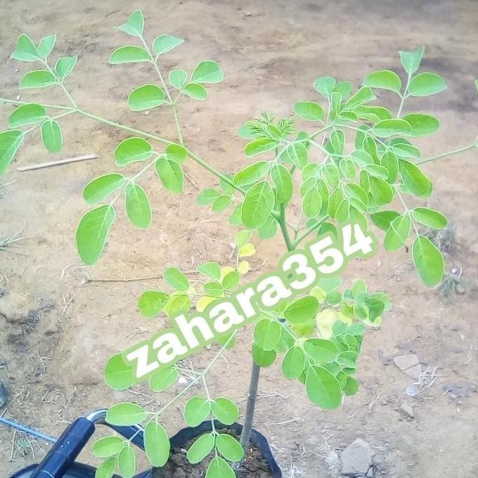 

Terlaris Bibit Daun Kelor Unggul - Bibit Kelor - Tanaman Hetbal