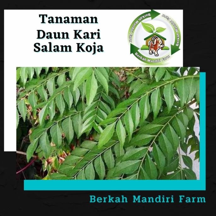 

Terlaris Salam Koja - Bibit Tanaman Daun Kari - Temurui - Daun Kari - Daun Cury