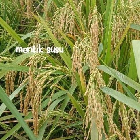 

Terlaris Benih Padi Mentik Susu 5 Kg