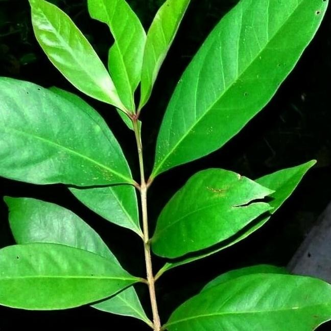 

Terlaris Bibit Tanaman Pohon Salam /Daun Salam Penyedap Masakan