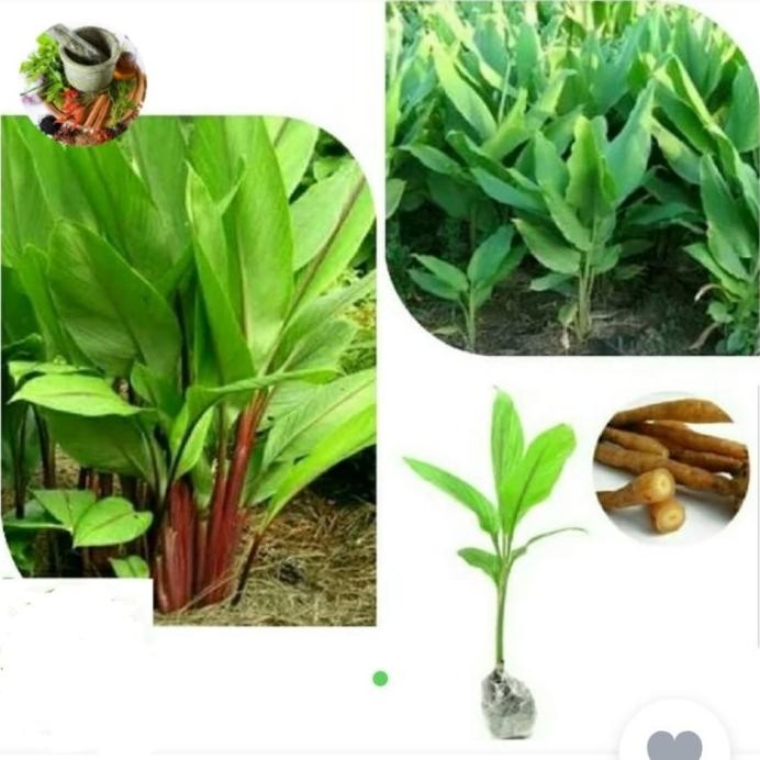 

Terlaris Bibit Benih Tanaman Pohon Temu Kunci