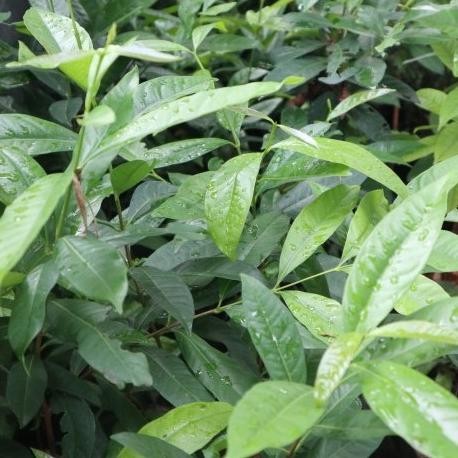 

Terlaris Bibit Tanaman Pohon Salam / Daun Salam / Indonesian Bay-Leaf