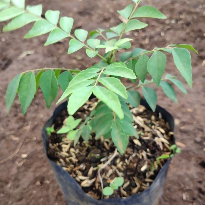 

Terlaris Bibit Pohon Salam Koja Daun Kari Bumbu Masak 20Cm