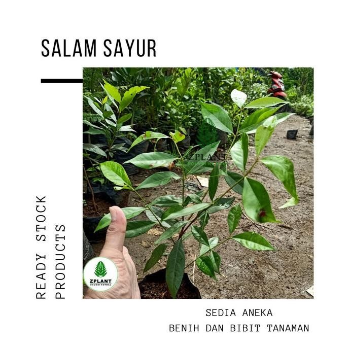 

Terlaris Bibit Daun Salam - Salam Sayur - Herbal