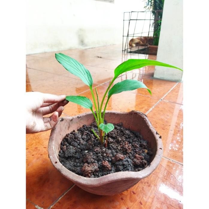 

Terlaris Bibit Tanaman Temu Kunci