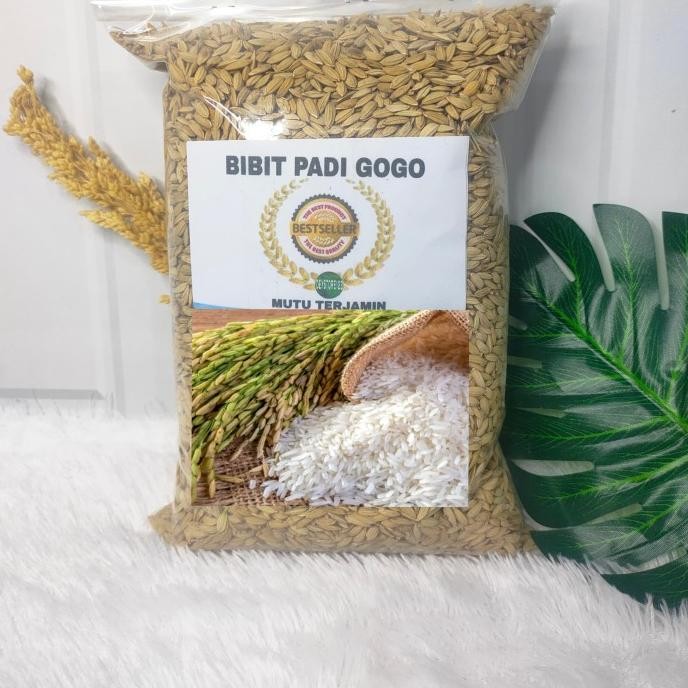 

Terlaris Bibit Padi Gogo Beras Putih Unggul Berat 1 Kg