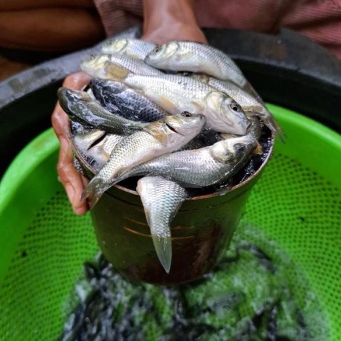 

Terlaris Bibit Benih Ikan Mas Konsumsi Subang Isi 1 Liter - Gratis Pelet